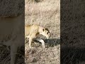 Lioness and Cubs Walk Past | andBeyond Grumeti | WILDwatch