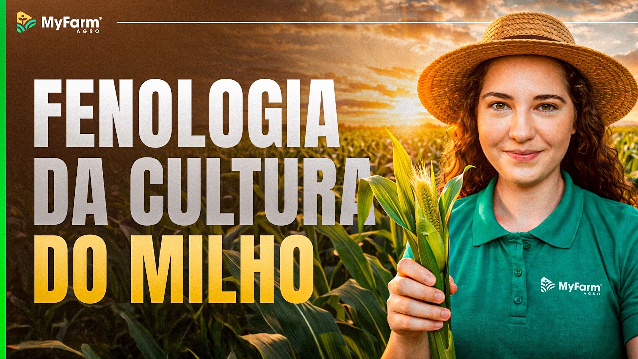 Fenologia do milho: Como identificar
