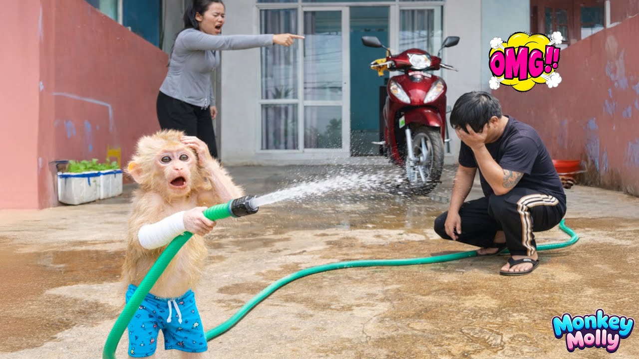 The helpless moments of Monkey Molly as she spends all day watching her parents argue because of her