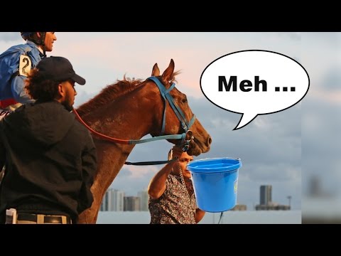 kentucky derby winner 2019 InstaBram: Bad Derby Logic