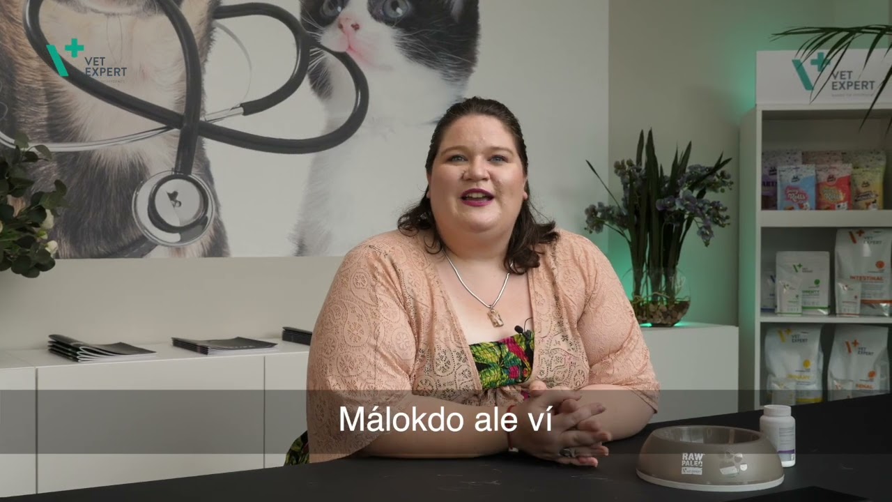 Péče o stárnoucí kočku