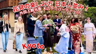 Foreign tourists have a party under the cherry blossom trees 　like Japanese! ? Gion, Kyoto, Japan.