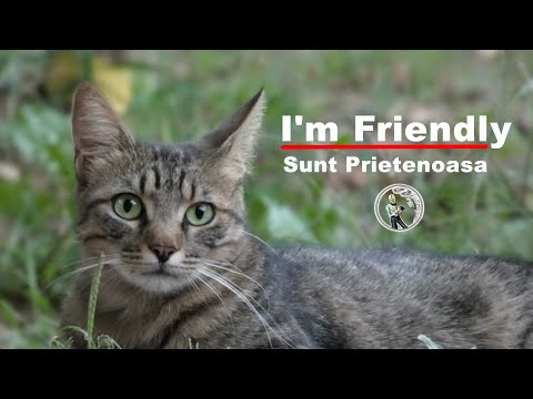Video: Fapte Rapide Despre Pisica Norvegiană Cat
