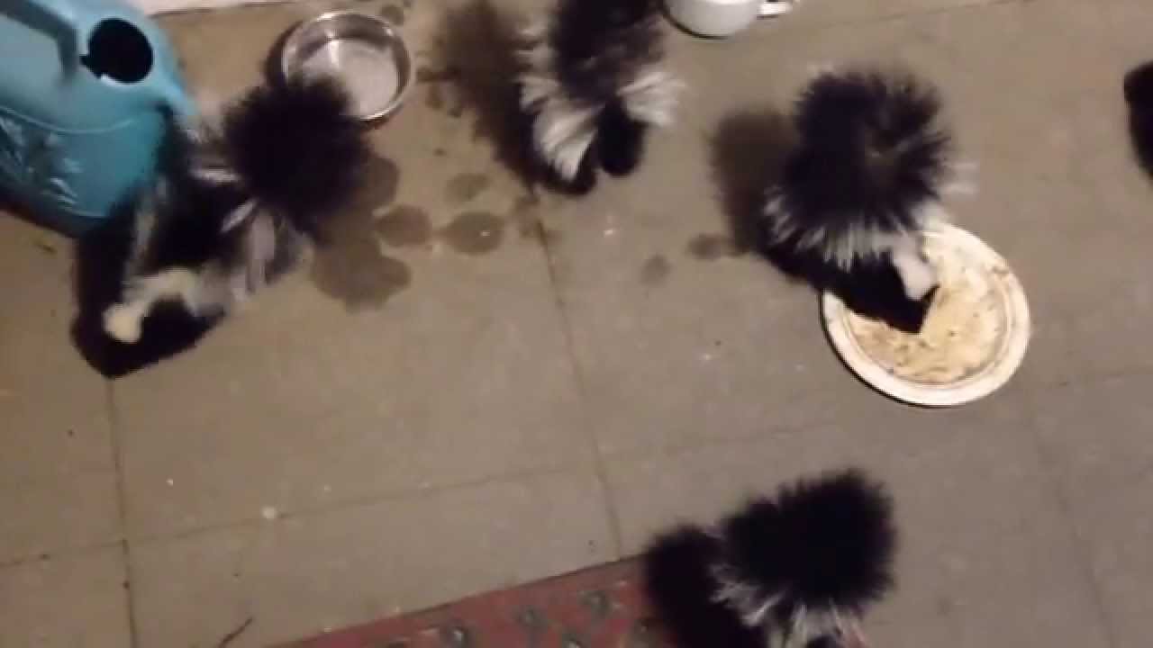 six baby skunks on my front porch eating the cat food. YouTube