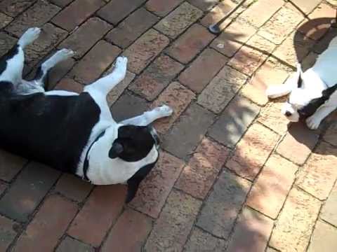 Bubba Louie Attacks . . . Grrrr!