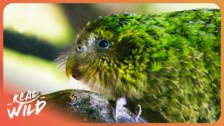 The World's Rarest Bird Was Hidden For 50 Years: Kakapo Parrot