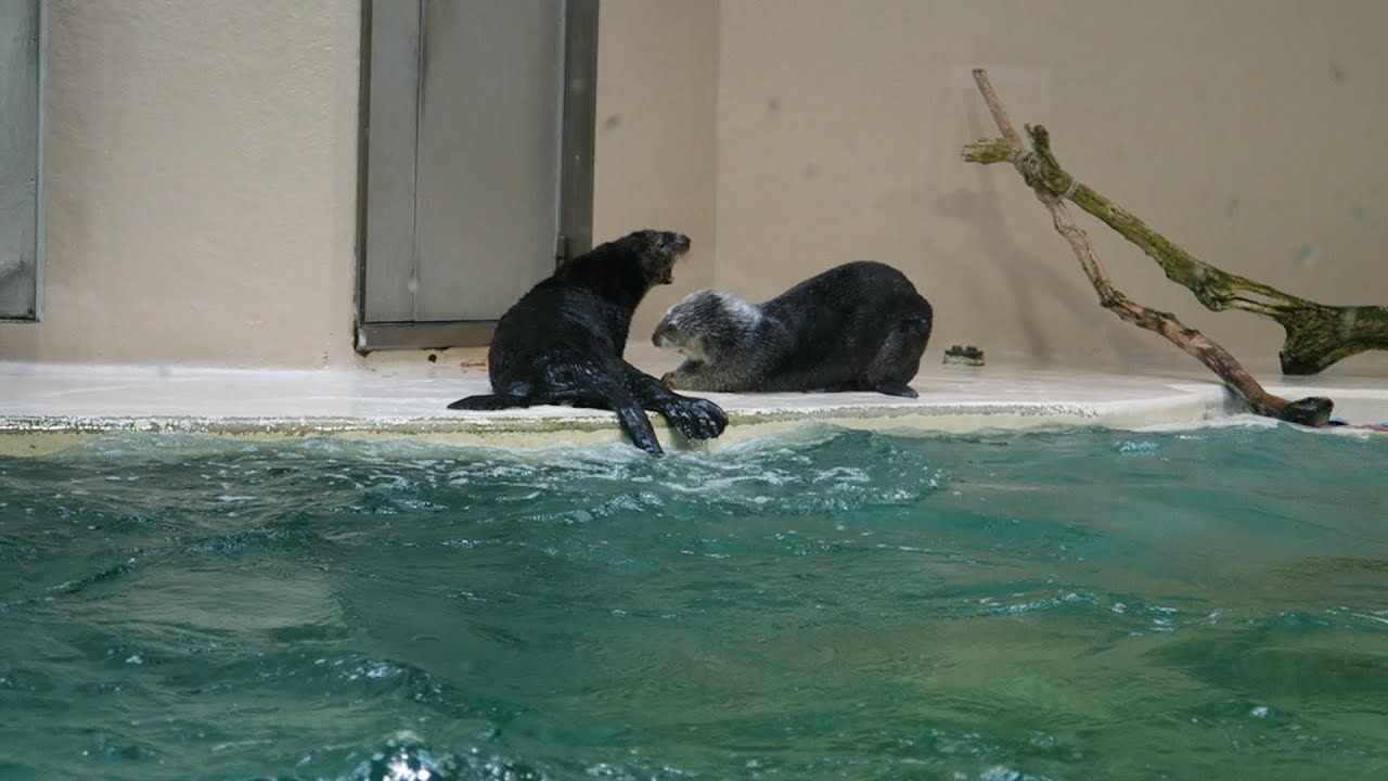2016.04.09 ラッコのロイズ君とメイちゃん (鳥羽水族館)