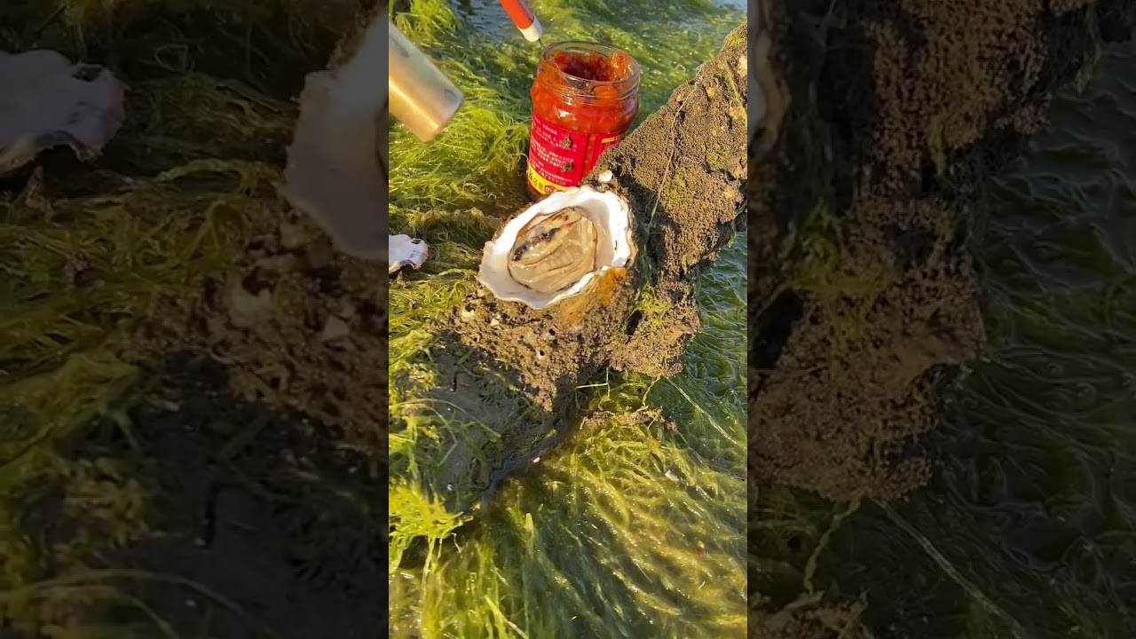 Live eat rock oyster
