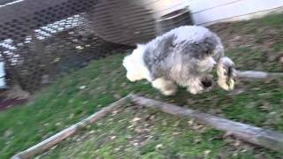 old english sheepdog running