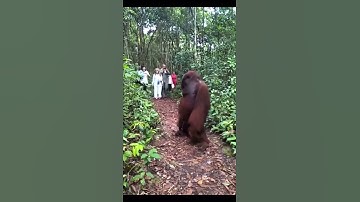 Thumbnail of Gigantic Orangutan is freak of nature! #orangutan #jungle #animals #nature #wildlife