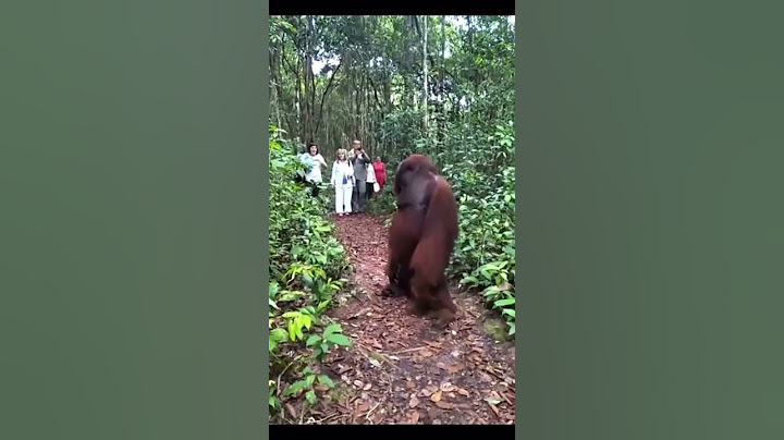 Gigantic Orangutan is freak of nature! #orangutan #jungle #animals #nature #wildlife