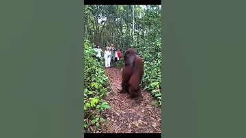 Gigantic Orangutan Is Freak Of Nature Orangutan Jungle Animals Nature Wildlife 