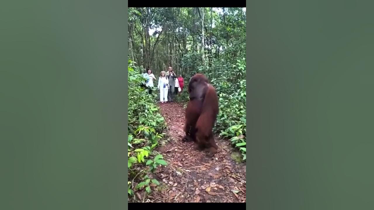 Gigantic Orangutan is freak of nature! #orangutan #jungle #animals #nature #wildlife