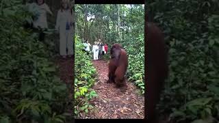 Gigantic Orangutan is freak of nature! #orangutan #jungle #animals #nature #wildlife screenshot 4