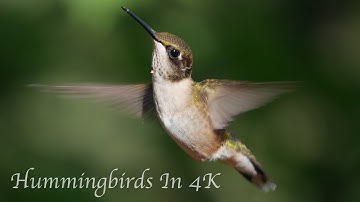 Hummingbirds In 4K UHD Slow-Motion Video