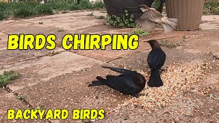 BrownHeaded Cowbirds Chirping and Eating.