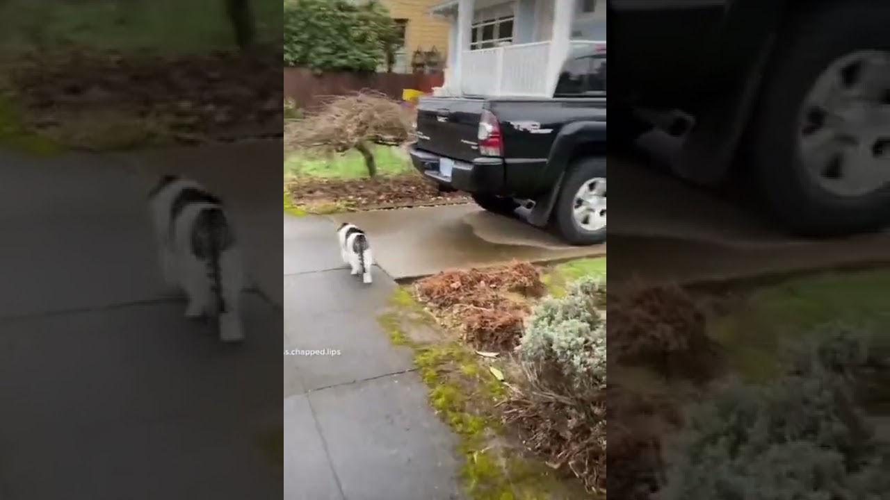 Man walks his cat to its friend's house for a playdate!