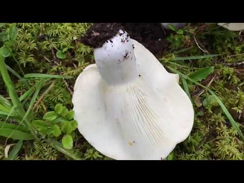 Video: Russula Mantarı Nasıl Pişirilir