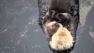 Bébé loutre fait une sieste marine.