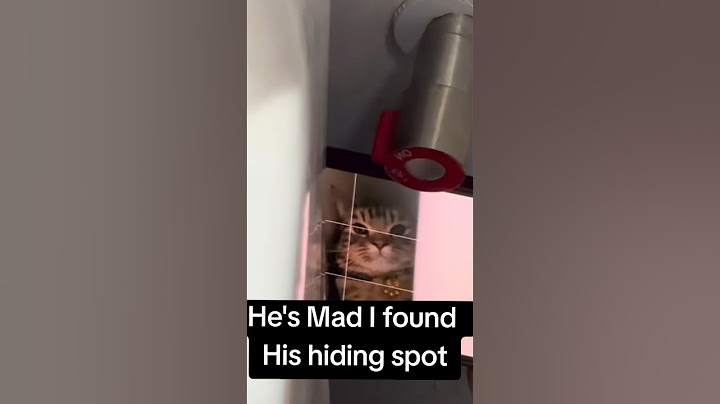 nice hiding place 🐱#cat #catandmousegame #funny #catshorts #cute #kitten #catlover #catvideos #pets