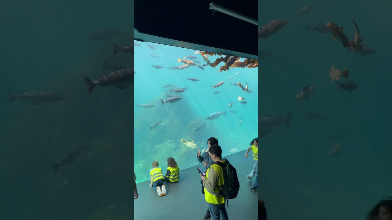 Atlanterhavsparken in Ålesund! 