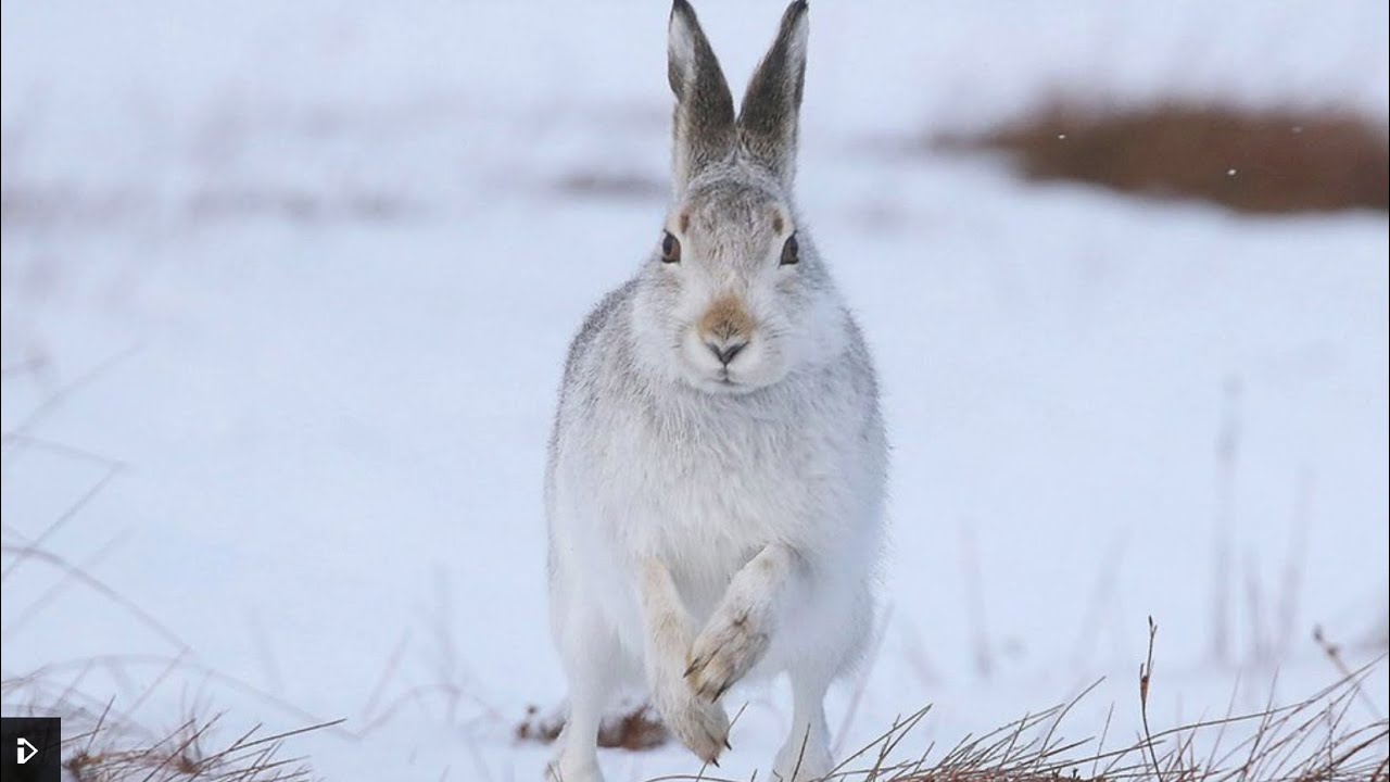 WinterWatch 2021(January) Day 1