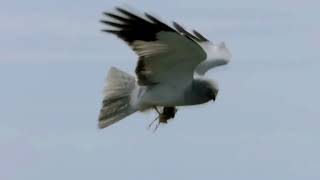 The Hen Harrier by BirdWatchIreland 926 views 2 months ago 1 minute, 35 seconds