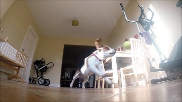 Beagle Fetch Frenzy! (Epic Catches & Hilarious Fails!)