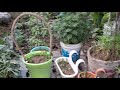 S KUMAR is live views kese bdaye#plants#gardeningideas#ytshorts#skumar#new trending