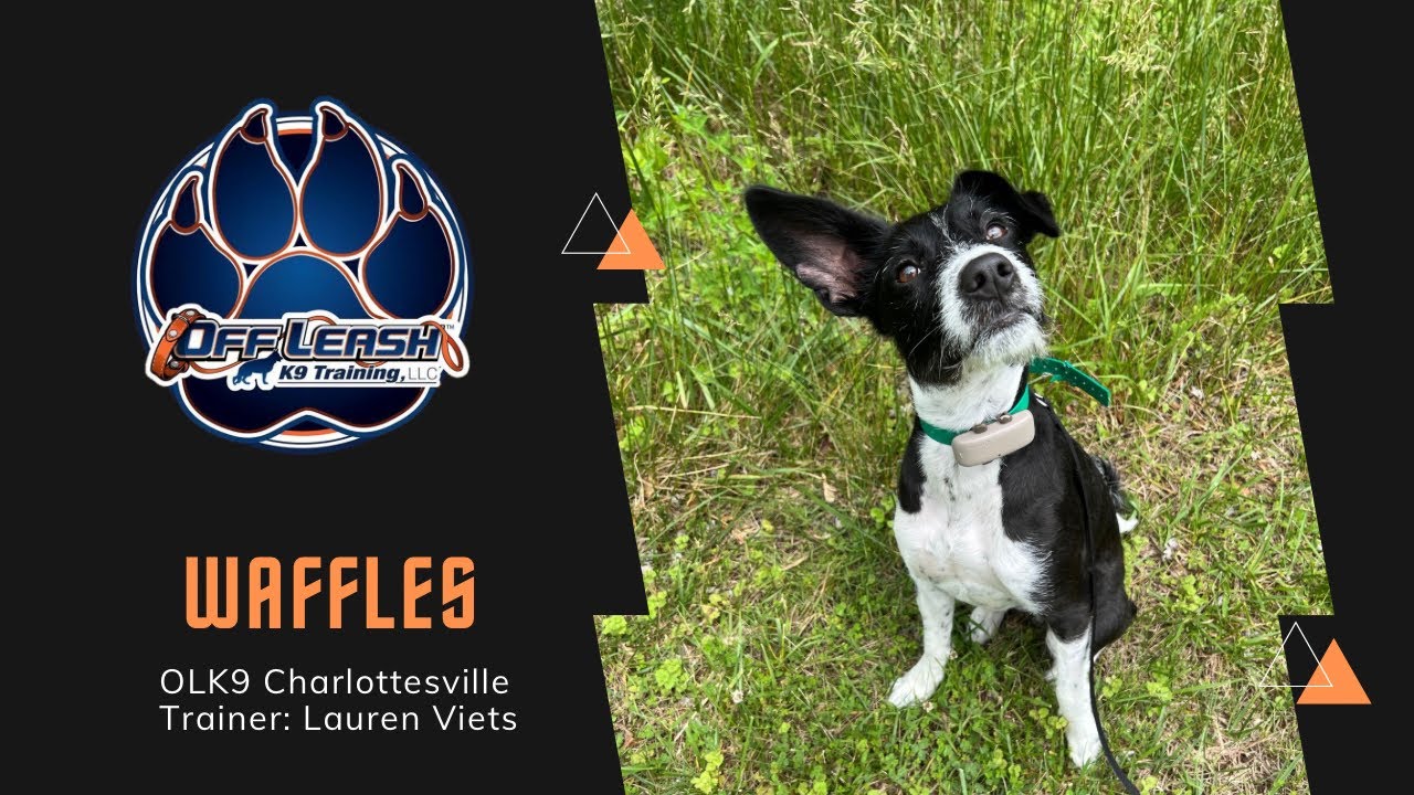 1 Y/O Basenji Mix “Waffles” | 2 Week BNT | OLK9 Charlottesville