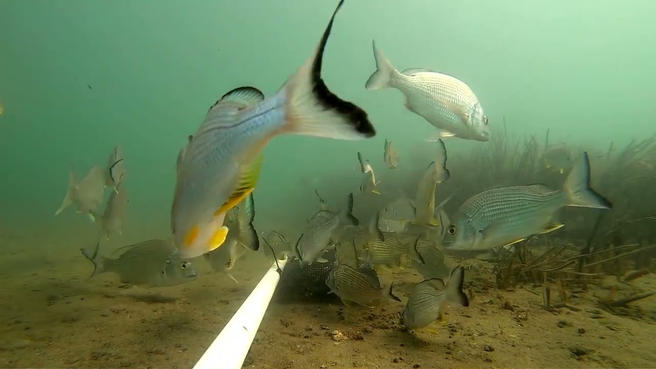 Working towards a sustainable future for the Wallis Lake seafood industry