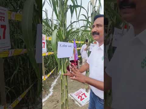 Nath Hybrid Bajra Super-27 @nathbiogenesindialtd #farming #super27bajra