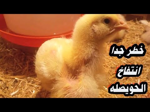 مرض خطير جدا انتفاخ الحويصله وعلاجه بطريقة الصحيحه الفراخ البيضة مع م شريف خلاف