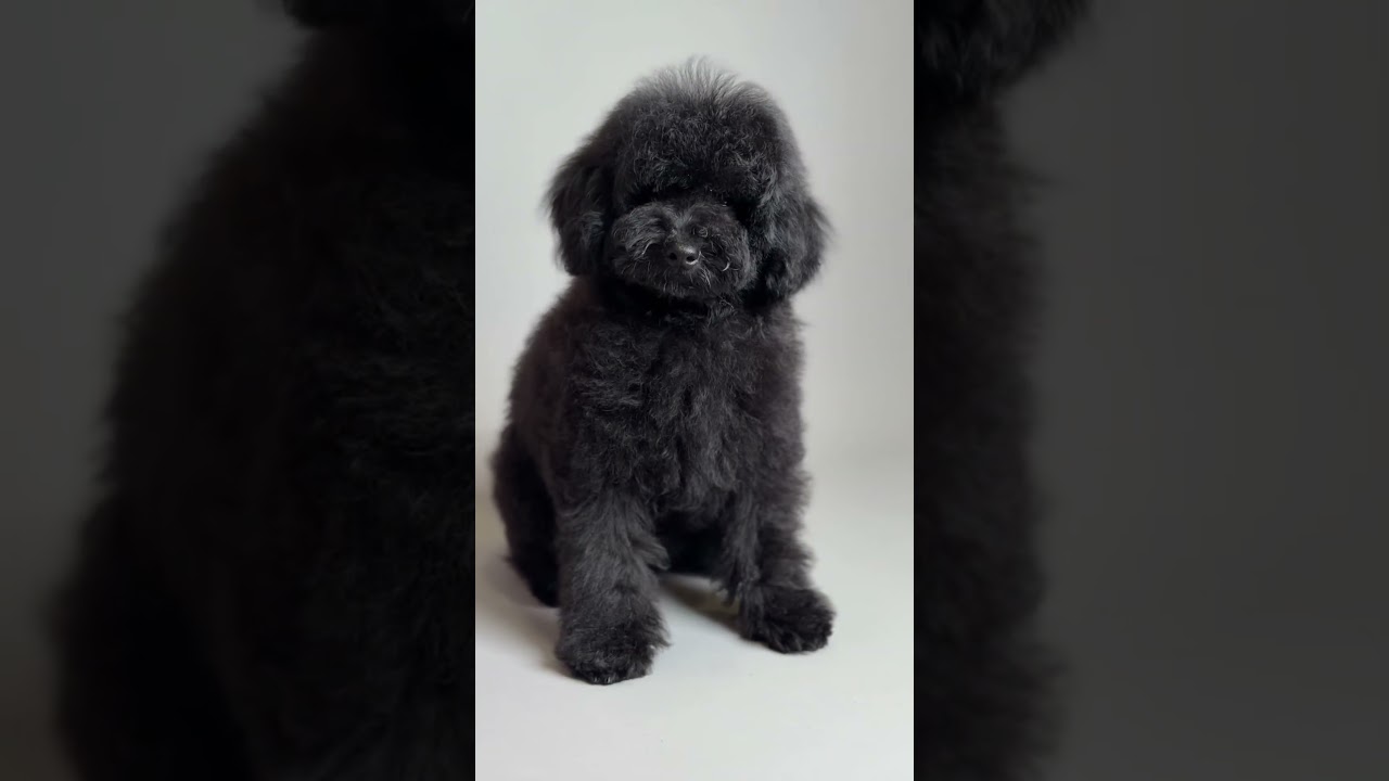 Black Toy Poodle Puppy for Sale in Miami Florida | AKC Registered Toy Poodle puppy | 