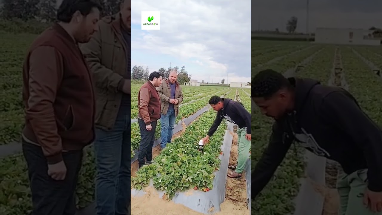 🌱🍓 الفرولة… ومحور النجاح الحقيقي يبدأ من الجذورفي زراعة الفرولة، 