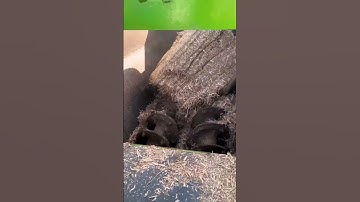 Total ration cattle and sheep preparation machine; TMR total ration feed mixing and blending machine