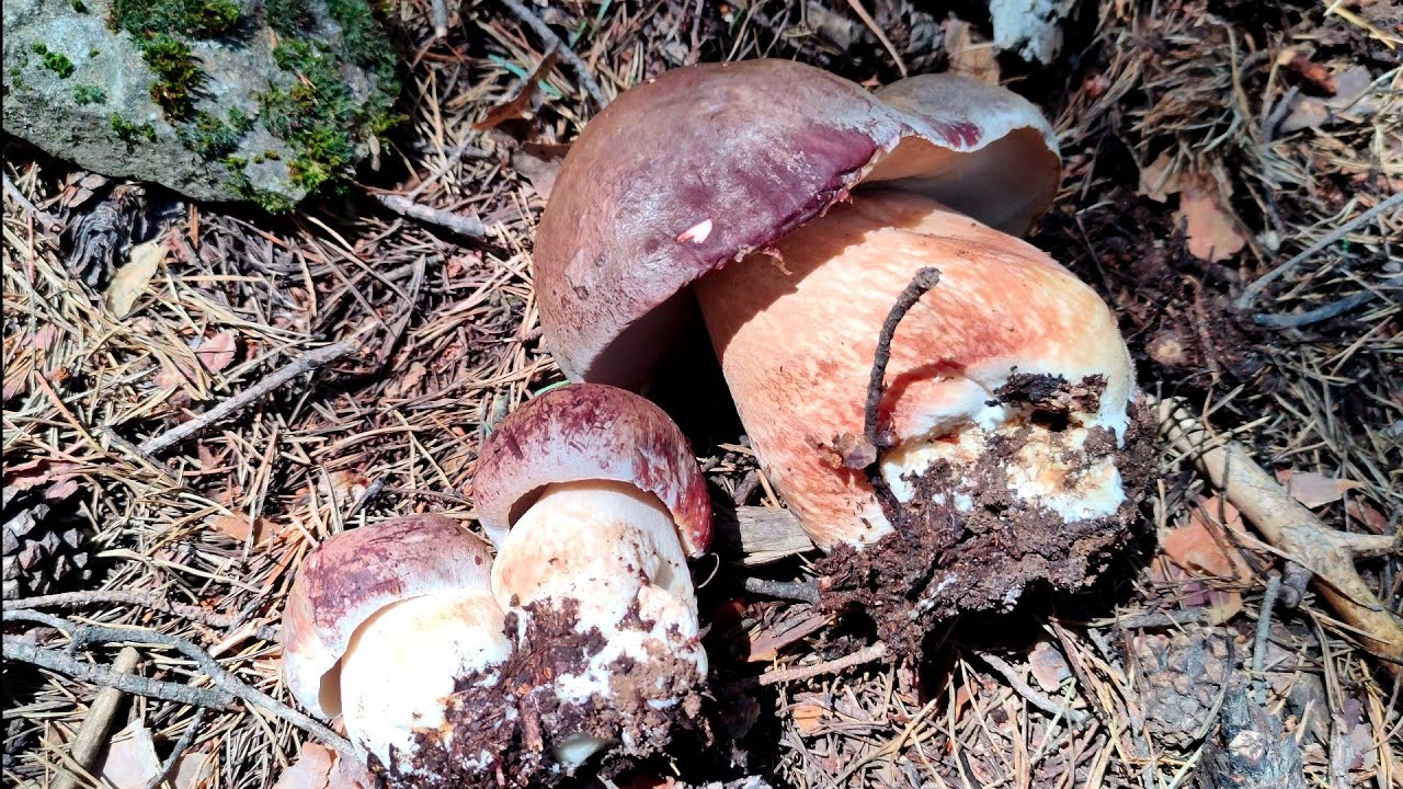 BOLETUS PINOPHILUS MADRID. ¡BROTE DE LOCOS! SUSCRIBIROS.