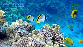 Watching the life of a coral reef. Relaxing Oceanscapes. Наблюдение за жизнью кораллового рифа.