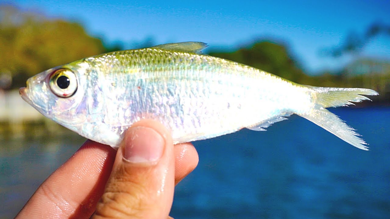 Fishing Live Bait for Redfish, Snook, & Speckled Trout Inshore SLAM