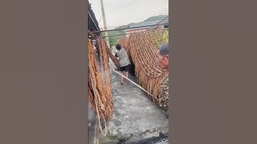 Process to improve tobacco leaf purity- Good tools and machinery can increase work efficiency