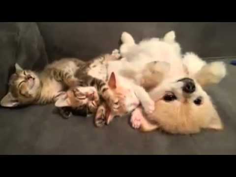 Cute dog not moving a muscle with 3 sleeping kittens!