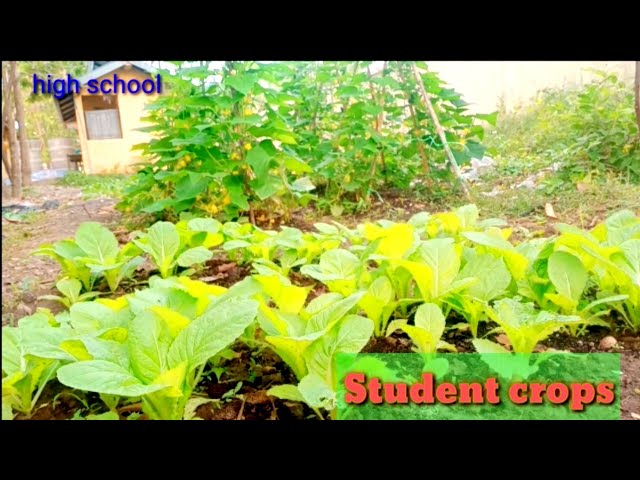 Growing vegetables in school by students high school class=