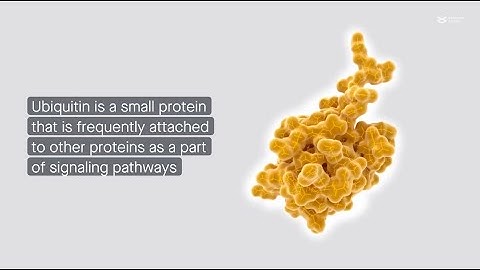 Linear Ubiquitination and cancer: unveiling the unknown for enhanced treatment strategies