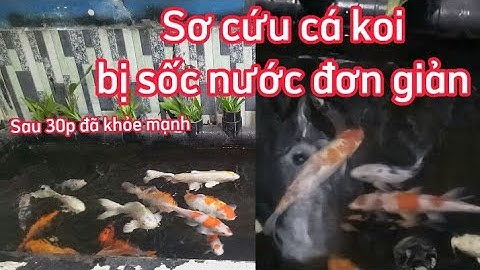 Hồ Cá Koi 500l Đơn Giản - Cách Sơ Cứu Hiệu Quả Khi Cá Koi Bị Sốc Nước Dành Cho Người Mới Chơi.