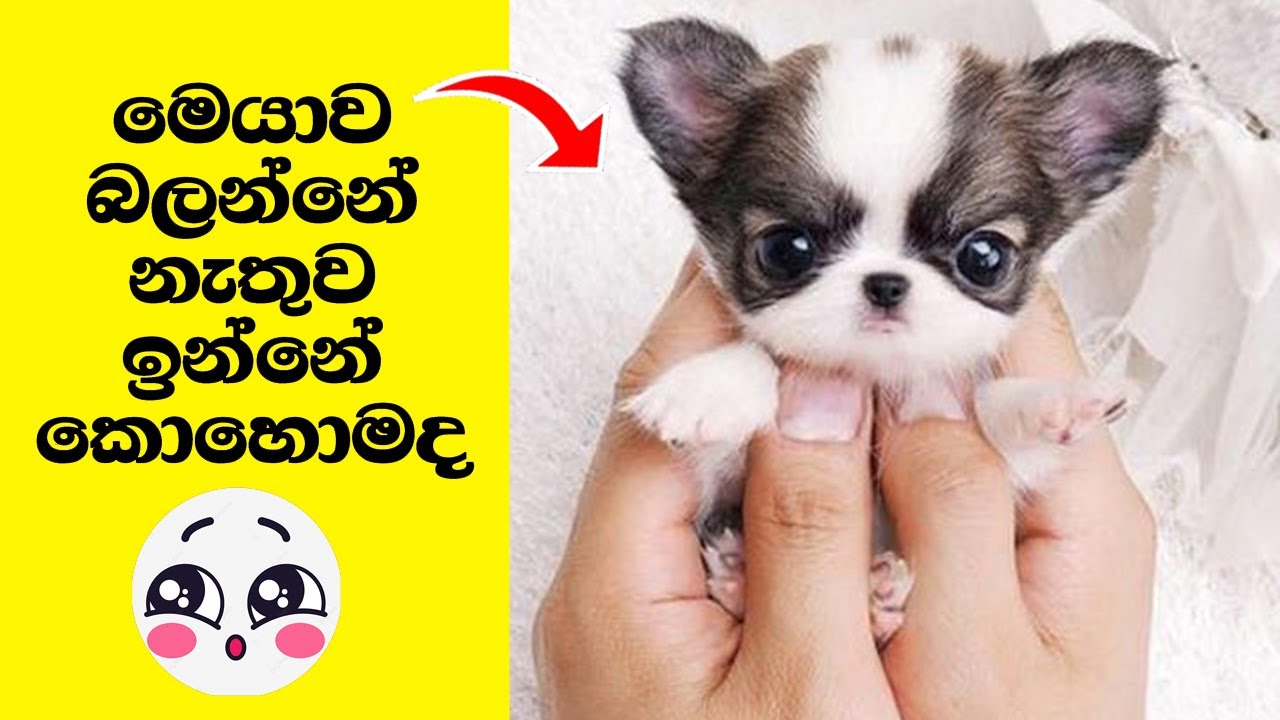 ලෝකයේ හුරු බුහුටිම බල්ලන් 10 දෙනා | top 10 Cutest Dogs in the world | සිංහල | sinhala | sri lanka