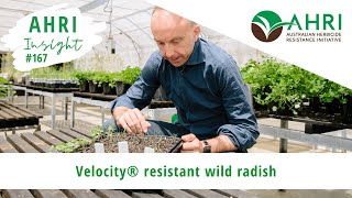 AHRI Insight 167 - Velocity® resistant wild radish