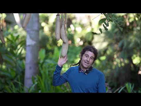 Video: Informații despre arborele de cârnați: cum să crești arbori Kigelia în peisaj
