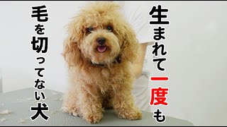 初めてのトリミングで大変身【トイプードル】