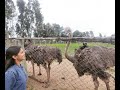 Ostrich Farming ideas |ಆಸ್ಟ್ರಿಚ್ ಫಾರ್ಮ್| First Indian ostrich farm