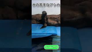 アシカは水が苦手？ #Shorts